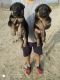 German Shepherd Puppies for sale in Mathura, Uttar Pradesh, India. price: 12000 INR