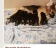German Shepherd Puppies for sale in Carson, CA, USA. price: NA