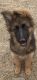 German Shepherd Puppies for sale in Clinton, WI 53525, USA. price: NA