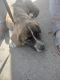 German Shepherd Puppies for sale in Glendale, AZ 85301, USA. price: NA