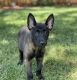 German Shepherd Puppies for sale in Newport News, VA, USA. price: $500