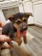 German Shepherd Puppies for sale in Fairview, OK 73737, USA. price: NA