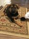 German Shepherd Puppies for sale in Stafford, VA 22554, USA. price: $1,000