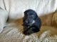 German Shepherd Puppies for sale in China Grove, NC 28023, USA. price: NA