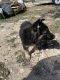 German Shepherd Puppies for sale in 150 Hickory Ln, Elgin, TX 78621, USA. price: $300