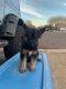 German Shepherd Puppies for sale in Latexo, TX, USA. price: $300