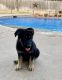German Shepherd Puppies for sale in Temple, TX, USA. price: $500