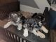 German Shepherd Puppies for sale in New Castle, PA, USA. price: $500