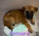 German Shepherd Puppies for sale in Siloam Springs, AR 72761, USA. price: NA