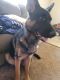 German Shepherd Puppies for sale in Deepwater, MO 64740, USA. price: NA