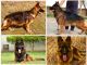 German Shepherd Puppies for sale in Sector 50, Chandigarh, 160047, India. price: 35000 INR