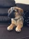 German Shepherd Puppies for sale in Slidell, LA, USA. price: $250