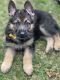 German Shepherd Puppies for sale in Church Hill, TN 37642, USA. price: NA