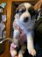 German Shepherd Puppies for sale in Concord, NC, USA. price: NA