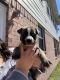 German Shepherd Puppies for sale in Dickinson, TX 77539, USA. price: NA