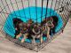 German Shepherd Puppies for sale in Fate, TX 75189, USA. price: $400
