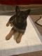 German Shepherd Puppies for sale in Pennsauken Township, NJ, USA. price: $2,000