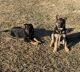 German Shepherd Puppies for sale in Addison, IL 60101, USA. price: $1,000