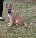 German Shepherd Puppies for sale in Catonsville, MD 21228, USA. price: $400