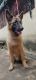 German Shepherd Puppies for sale in Jubilee Hills, Hyderabad, Telangana, India. price: 35000 INR
