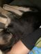 German Shepherd Puppies for sale in Buena Park, CA, USA. price: $350