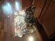 German Shepherd Puppies for sale in Evans, CO 80634, USA. price: NA