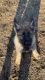 German Shepherd Puppies for sale in Cape May, NJ 08204, USA. price: $1,700