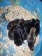 German Shepherd Puppies for sale in Lima, OH, USA. price: NA
