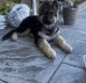 German Shepherd Puppies for sale in San Jose, CA 95122, USA. price: $700