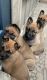 German Shepherd Puppies for sale in Edgewood, WA, USA. price: $850