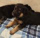 German Shepherd Puppies for sale in St Joseph, MN, USA. price: $950