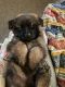 German Shepherd Puppies for sale in Waynesburg, PA 15370, USA. price: $850