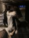 German Shepherd Puppies for sale in Houlton, ME 04730, USA. price: $200