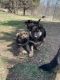 German Shepherd Puppies for sale in 1008 State Hwy D, Bland, MO 65014, USA. price: NA