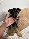 German Shepherd Puppies for sale in Fillmore, CA 93015, USA. price: NA