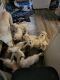 German Shepherd Puppies for sale in Toledo, OH, USA. price: $600