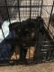 German Shepherd Puppies for sale in Savannah, GA, USA. price: NA