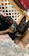 German Shepherd Puppies for sale in Marion, OH 43302, USA. price: NA