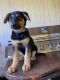 German Shepherd Puppies for sale in Dixie, GA 31629, USA. price: NA