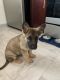German Shepherd Puppies for sale in Norwood, MA, USA. price: $1,500