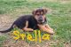 German Shepherd Puppies for sale in Bowling Green, KY, USA. price: $675