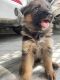 German Shepherd Puppies for sale in Meerut, Uttar Pradesh, India. price: 6000 INR