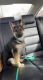 German Shepherd Puppies for sale in 766 S Martin St, Longmont, CO 80501, USA. price: $400