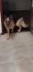 German Shepherd Puppies for sale in Boonville, MO 65233, USA. price: $2,000
