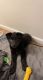 German Shepherd Puppies for sale in Rochester, NY, USA. price: $800