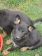 German Shepherd Puppies for sale in Eugene, OR, USA. price: NA