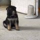German Shepherd Puppies for sale in Timmonsville, SC 29161, USA. price: $70,000