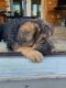 German Shepherd Puppies for sale in Dublin, OH, USA. price: $1,500