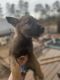 German Shepherd Puppies for sale in 10160 Potosi Lake Rd, Mineral Point, MO 63660, USA. price: NA