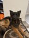 German Shepherd Puppies for sale in Katy, TX, USA. price: NA